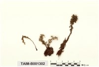 藏品(羽肋提燈苔)的圖片